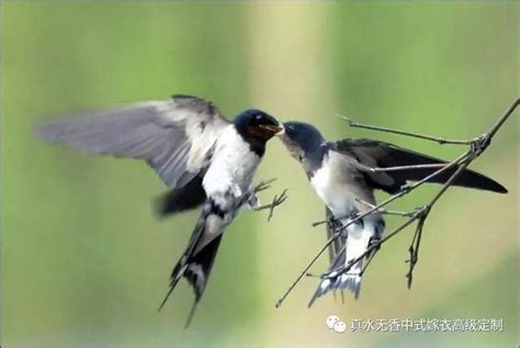 燕子喜歡吃什麼|中國吉祥元素—燕子